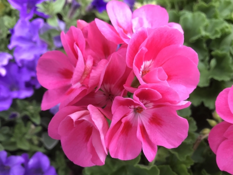 Geranium