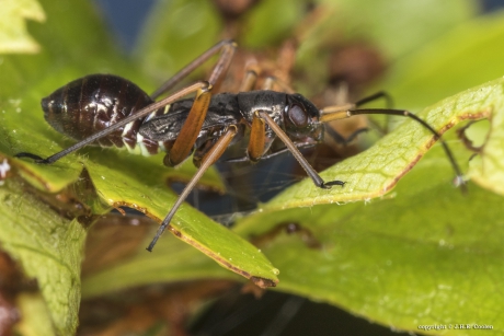 Geribde prachtblindwants