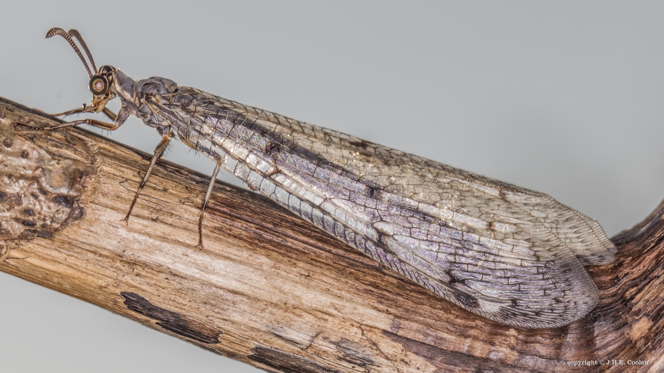 Gevlekte mierenleeuw (Euroleon nostras) - Geleedpotigen - Gevlekte mierenleeuw