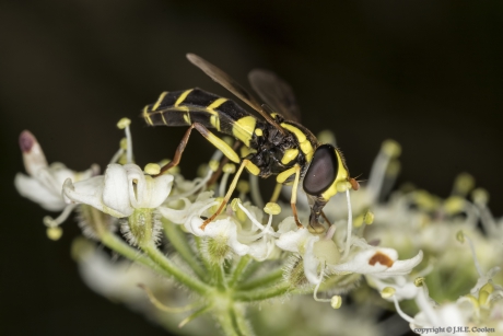 Gewone citroenzweefvlieg (Xanthogramma pedissequum)