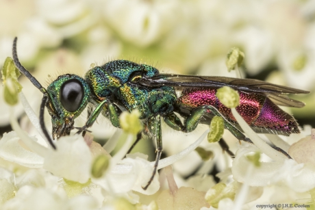 Gewone goudwesp (Chrysis ignita)