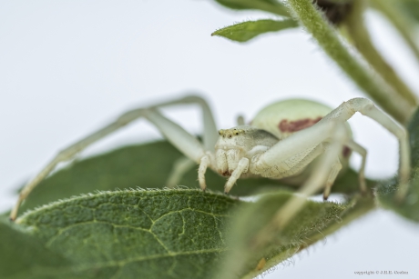Gewone kameleonspin (Misumena vatia)