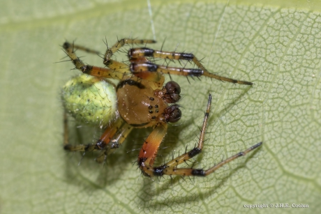 Gewone Komkommerspin (Araniella cucurbitina)
