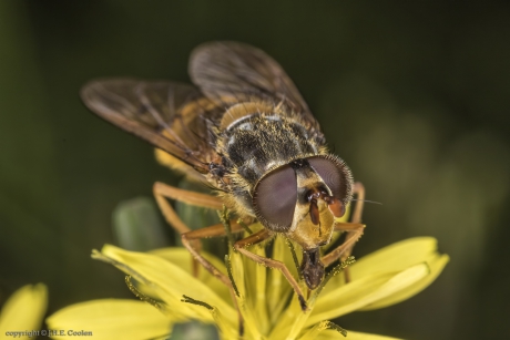 Gewone kopermantel (Ferdinandea cuprea)