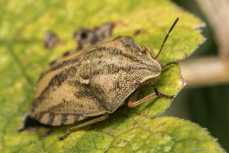 Gewone pantserwants (Eugygaster testudinaria)