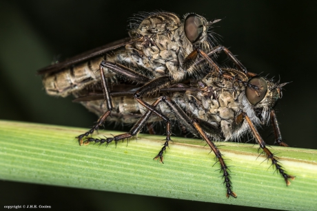 Gewone roofvlieg(en)