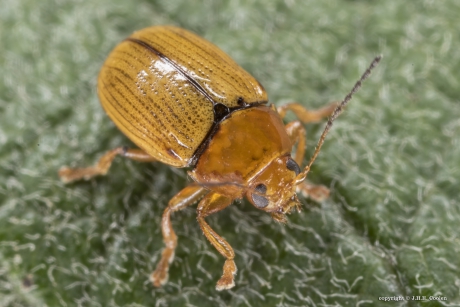 Grassteilkopje (Cryptocephalus fulvus)