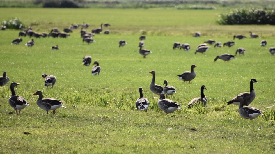 Grauwe ganzen - Vogels - 