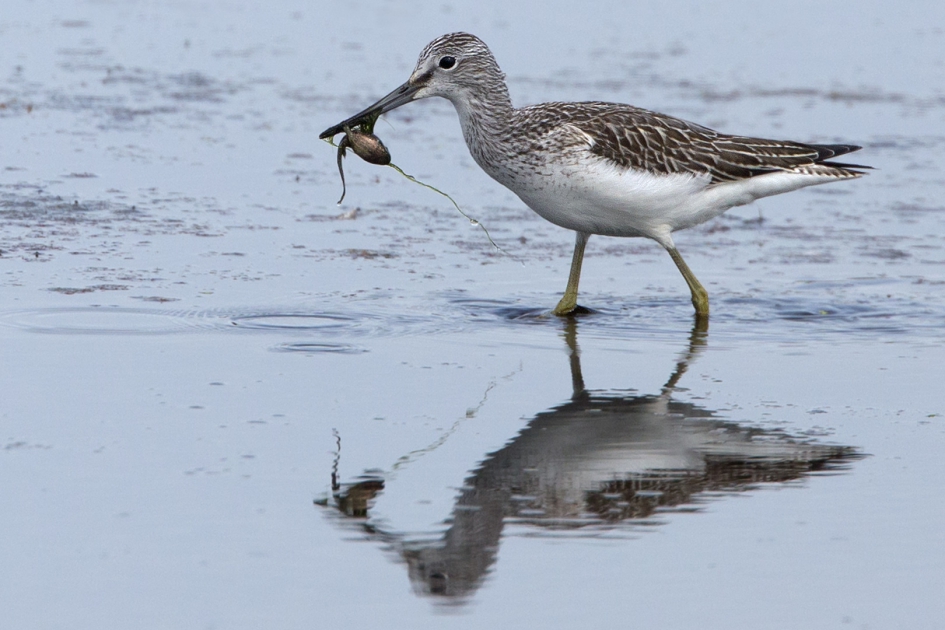 Grienskonk - Vogels - Groenpootruiter