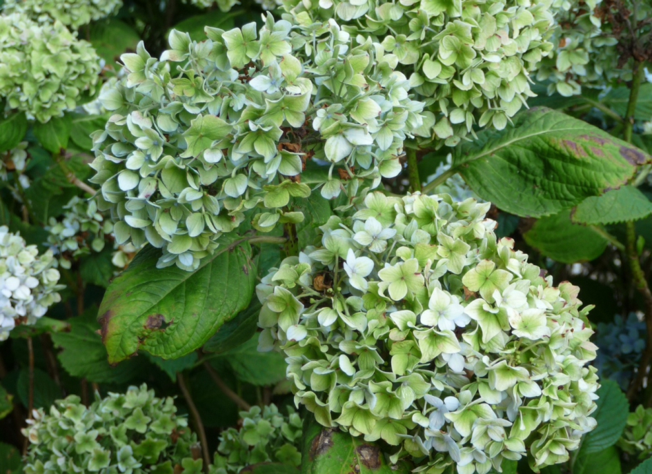 Groen gekleurd - Planten - 
