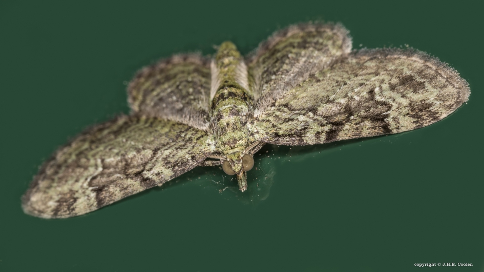 Groene dwergspanner (Pasiphila rectangulata) - Geleedpotigen - Groene dwergspanner