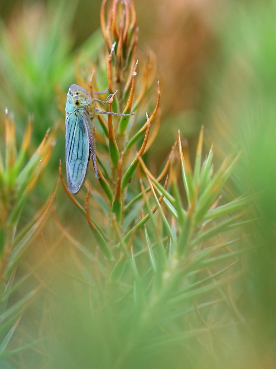 groene rietcicade - Geleedpotigen - groene rietcicade