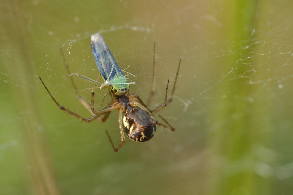 groene rietcicade - Geleedpotigen - groene rietcicade