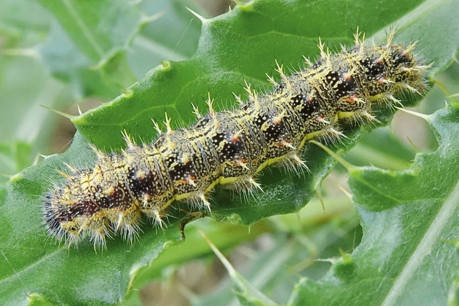 Groot Koolwitje 2/3 - Geleedpotigen - Groot Koolwitje