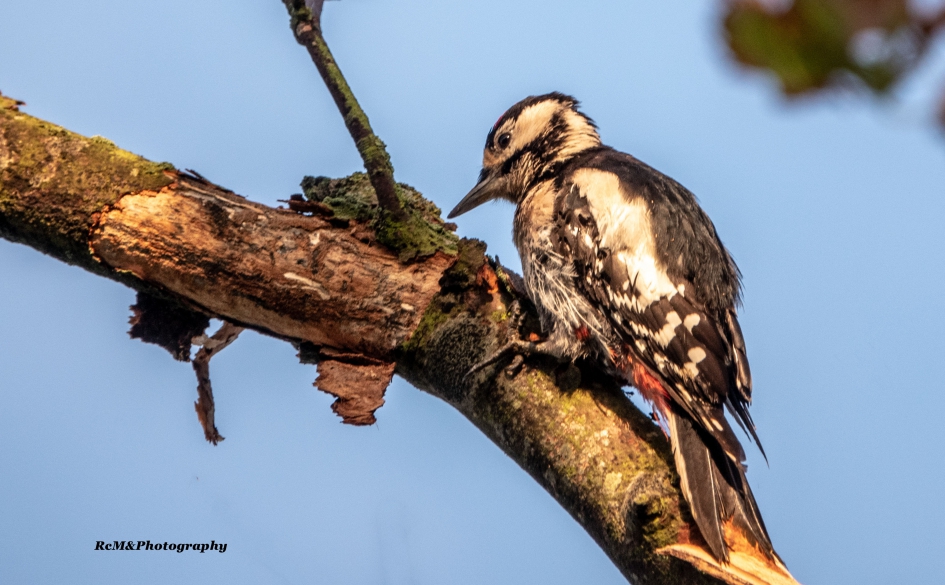 Grote bonte specht. - Vogels - Grote bonte specht.