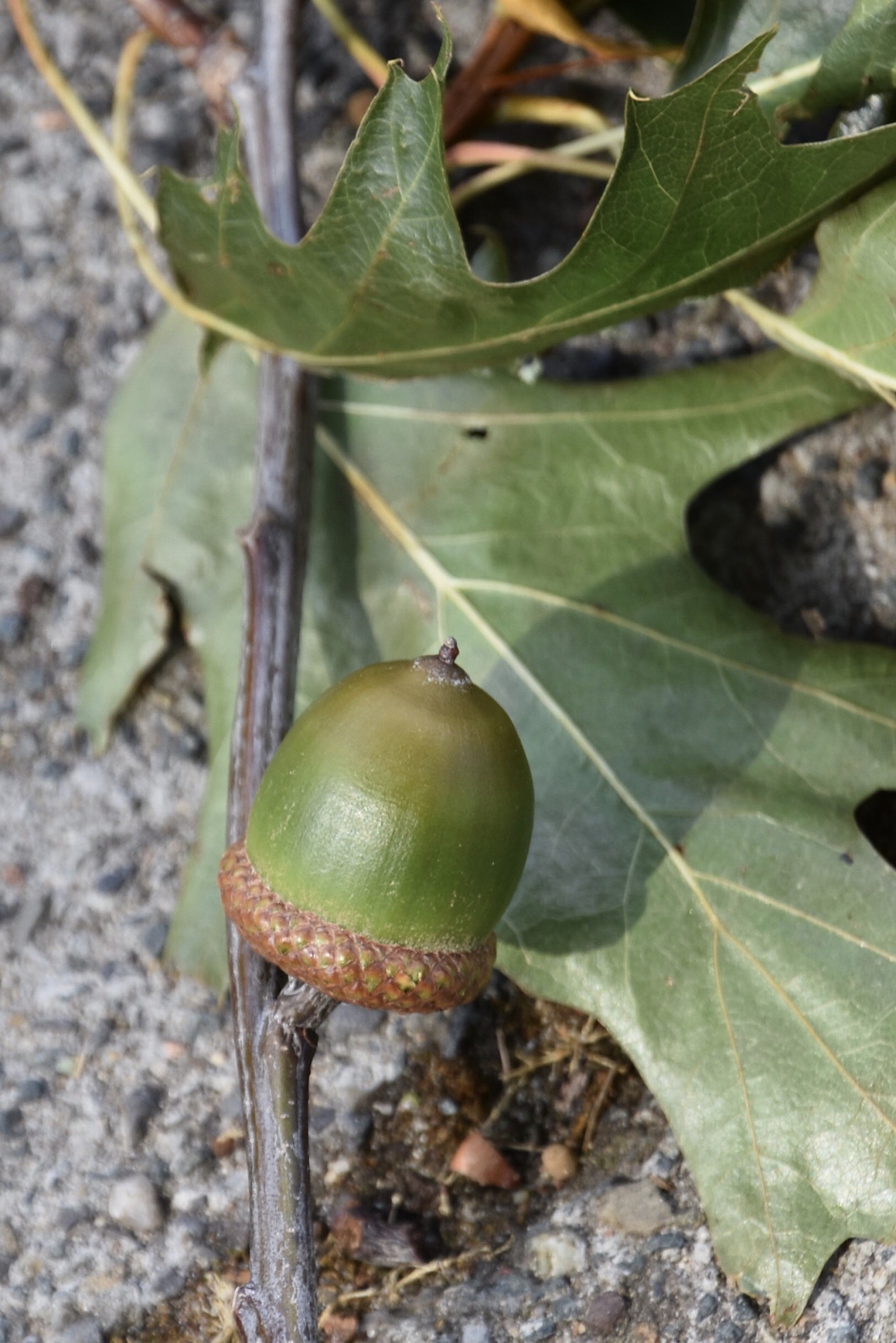 Grote eikel - Planten - 