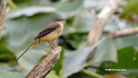 Grote gele kwikstaart.