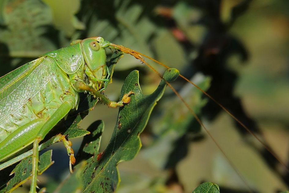 Grote Groene Sabelsprinkhaan - Geleedpotigen - Grote Groen Sabelsprinkhaan