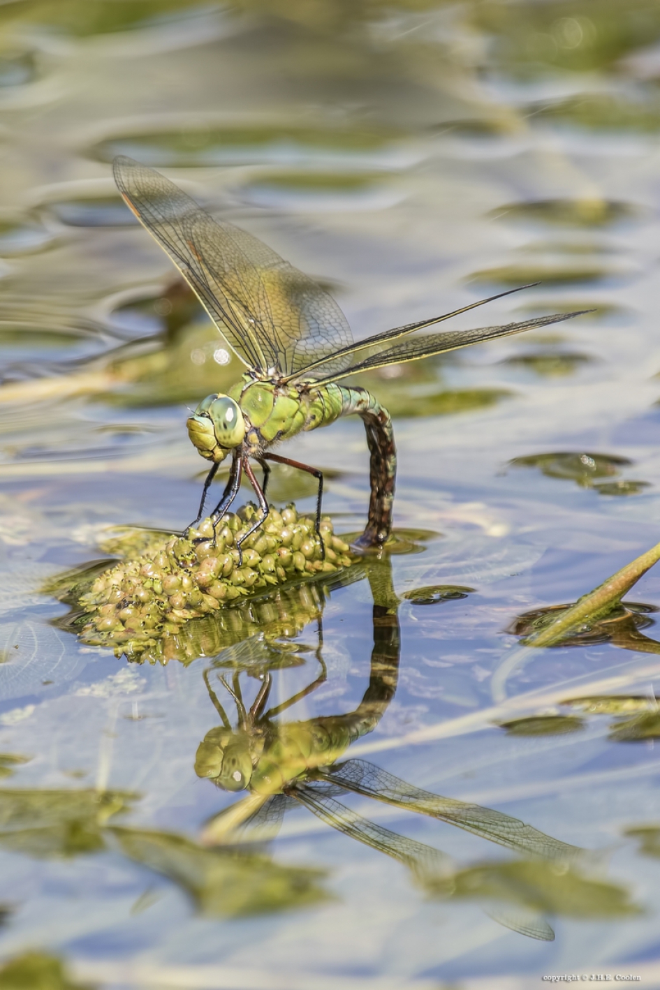 Grote keizerlibel (Anax imperator) - Geleedpotigen - Grote keizerlibel