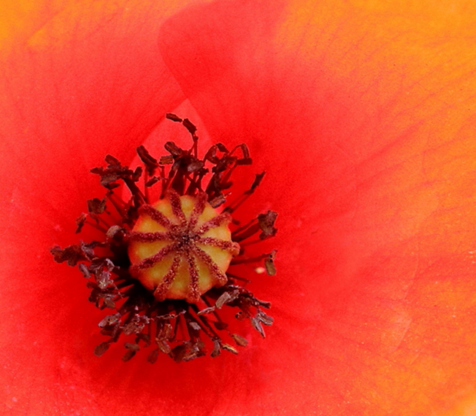 grote klaproos - Planten - grote klaproos