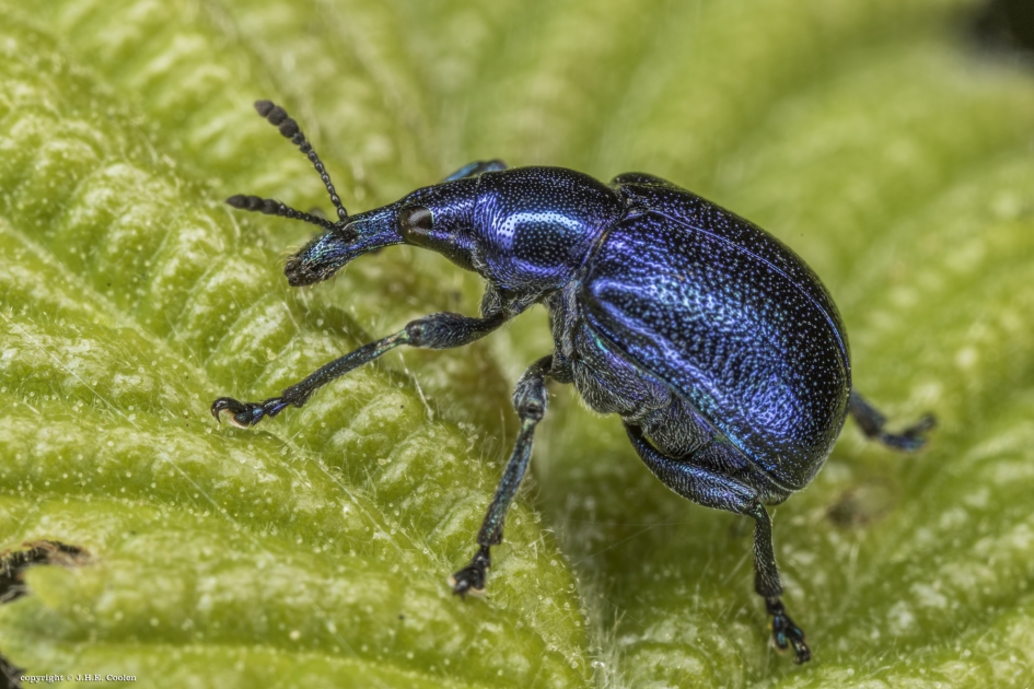 Grote sigarenmaker (Byctiscus betulae) - Geleedpotigen - Grote sigarenmaker