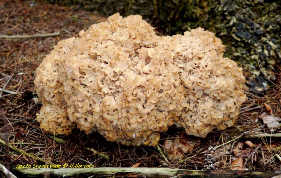 Grote Sponszwam - Schimmels - Grote Sponszwam