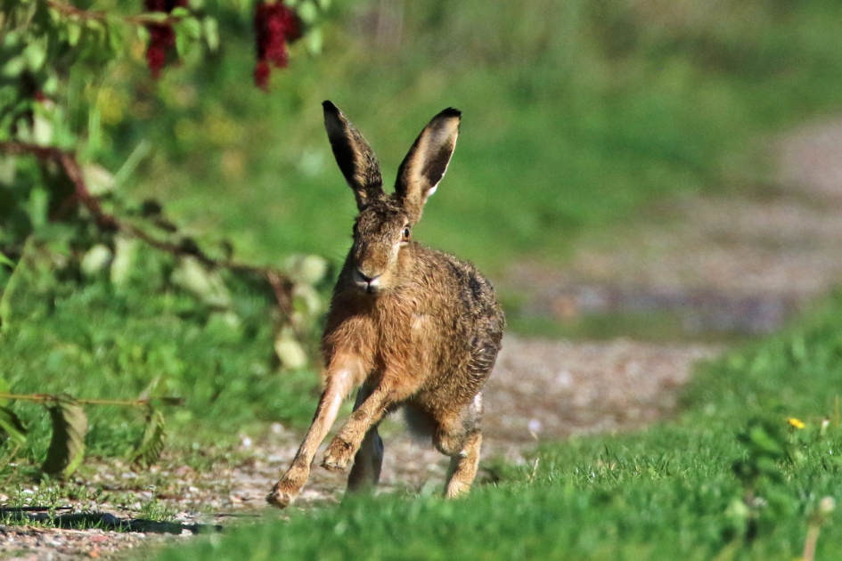 Haasje - Zoogdieren - 