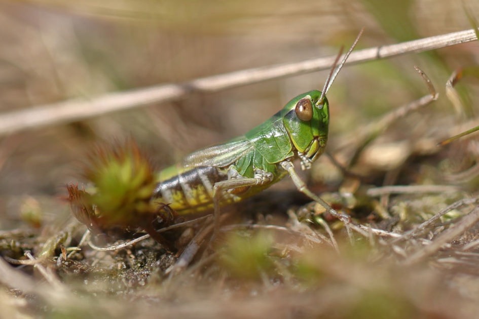 haast - Geleedpotigen - krasser