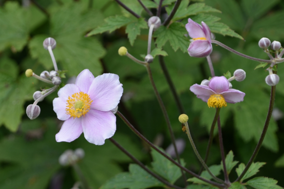 Herfstanemoon - Planten - 