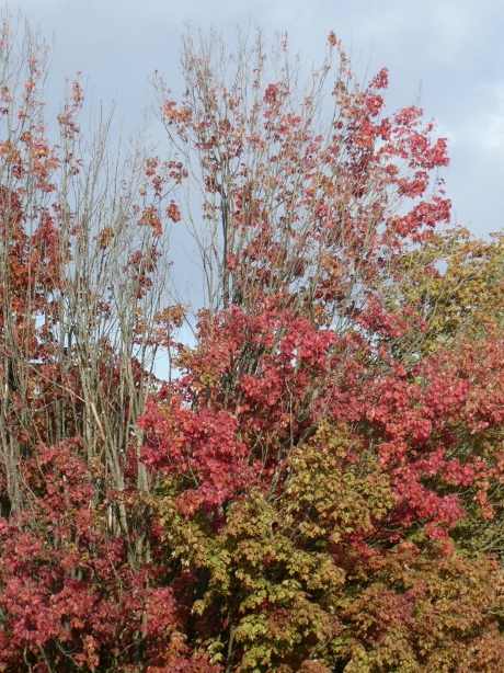 Herfstkleuren