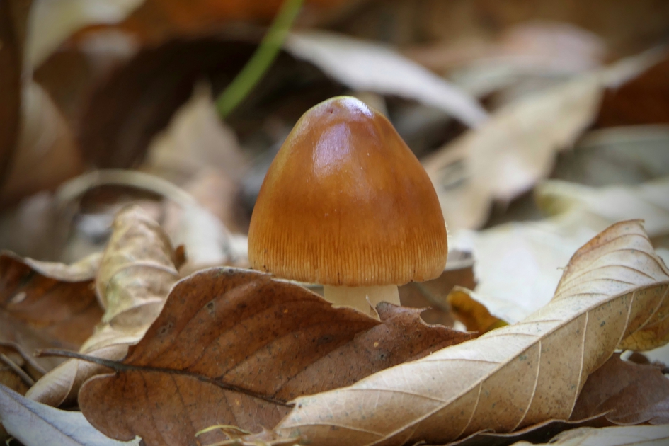 Herfstplaatje - Schimmels - Roodbruine slanke amaniet