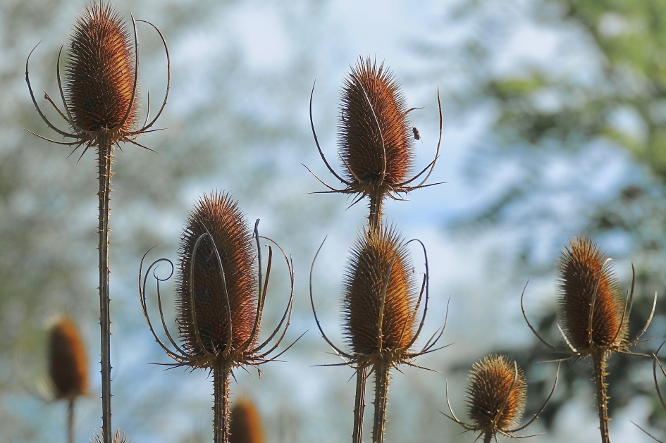 Herfsttooi - Planten - Kaardebol