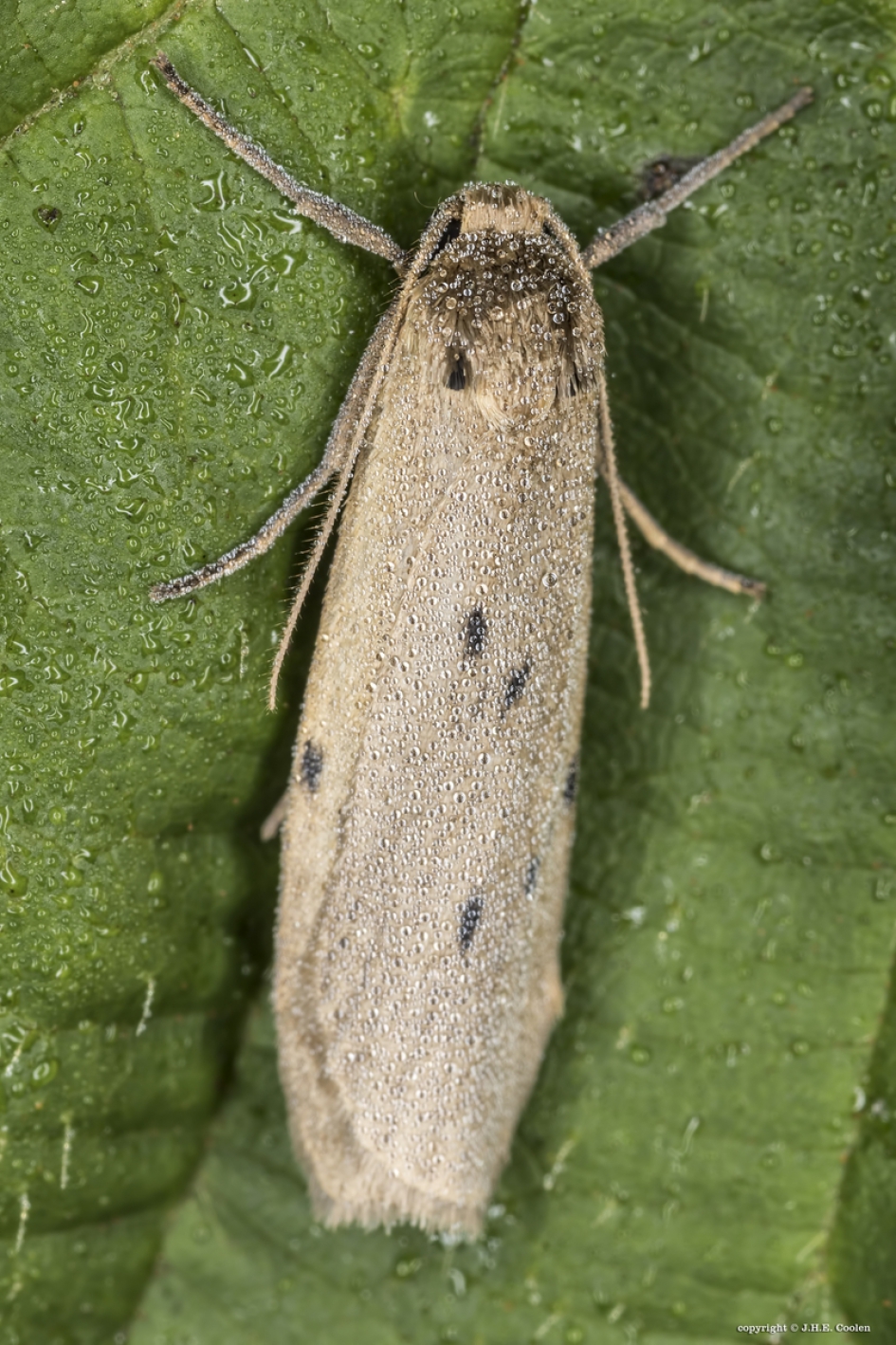 Het muisbeertje (Pelosia muscerda) - Geleedpotigen - Het muisbeertje