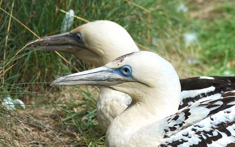 Jan van Gent - Vogels - Jan van Gent
