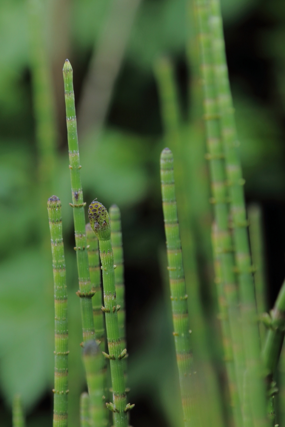holpijp - Planten - holpijp