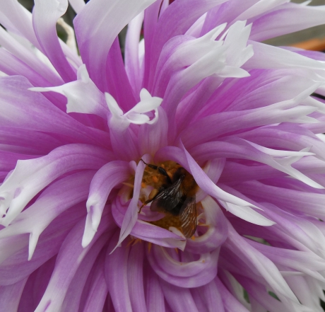 Hommel op dahlia