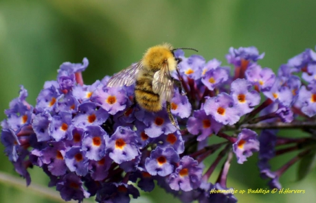 Hommeltje op Buddleja