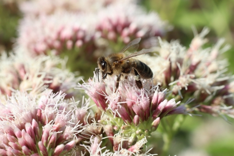 Honingbij aan het werk