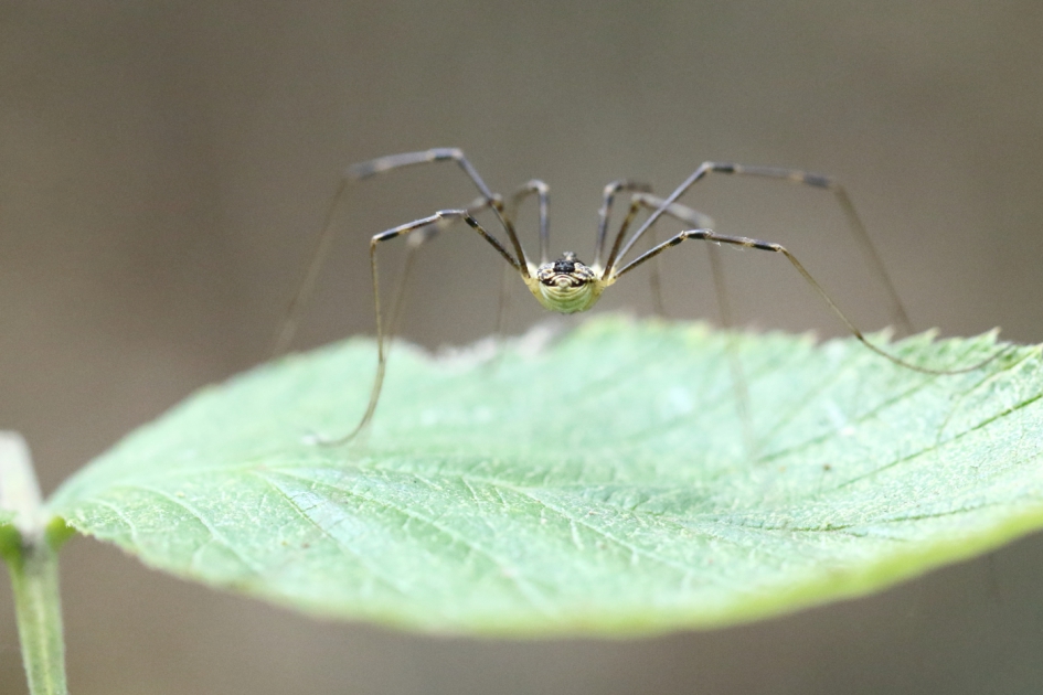 hooiwagen -m- - Geleedpotigen - hooiwagen