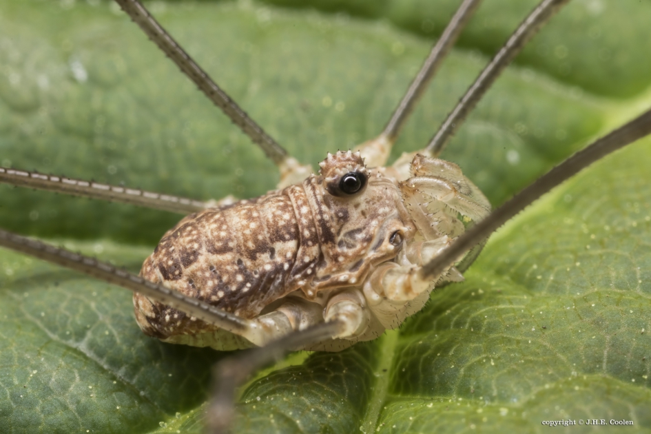 Hooiwagen - Geleedpotigen - Hooiwagen