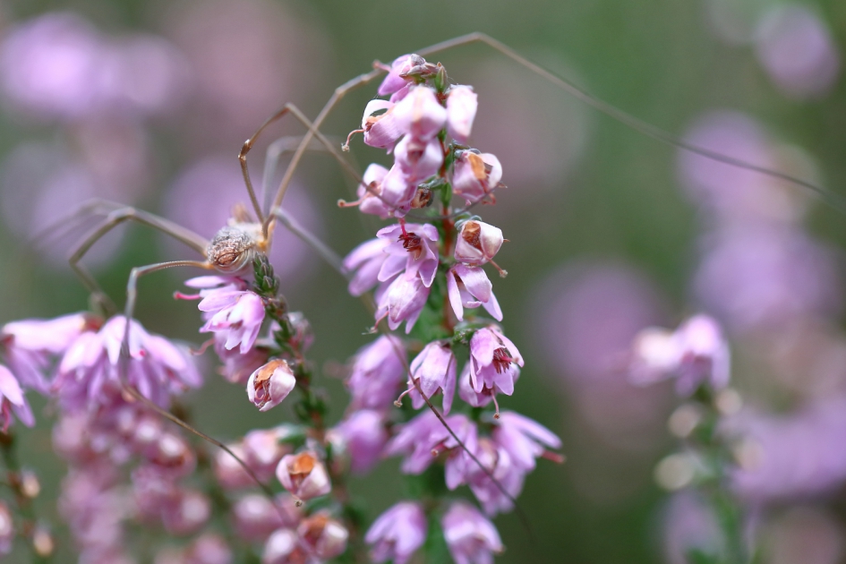 hooiwagen - Geleedpotigen - hooiwagen