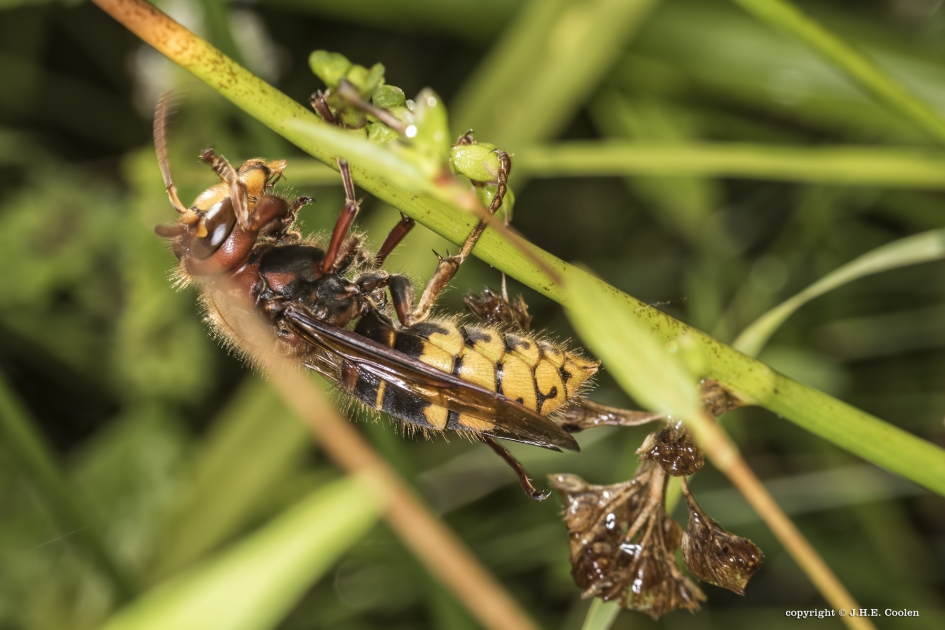 Hoornaar (Vespa crabro) - Geleedpotigen - Hoornaar