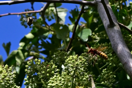 Hoornaar zoekt prooi