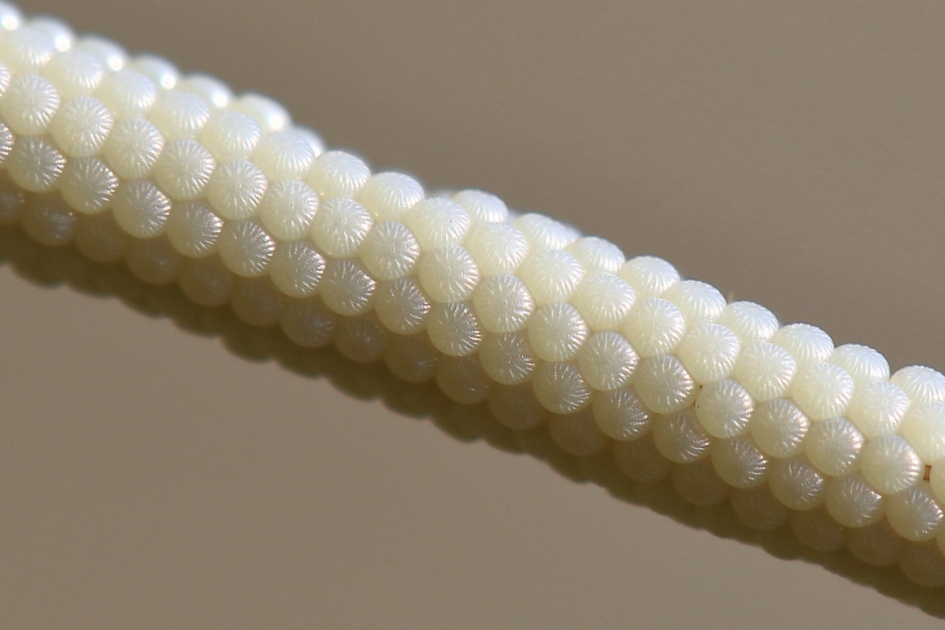 huismoeder - Geleedpotigen - huismoeder