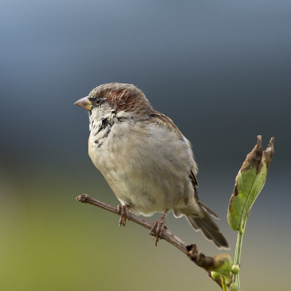 Huismus - Vogels - Huismus