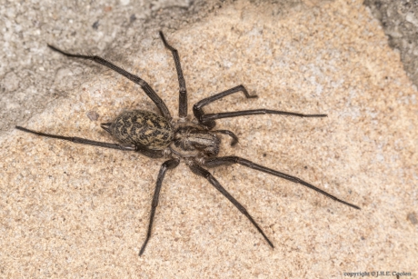 Huistrechterspin (Tegenaria atrica)