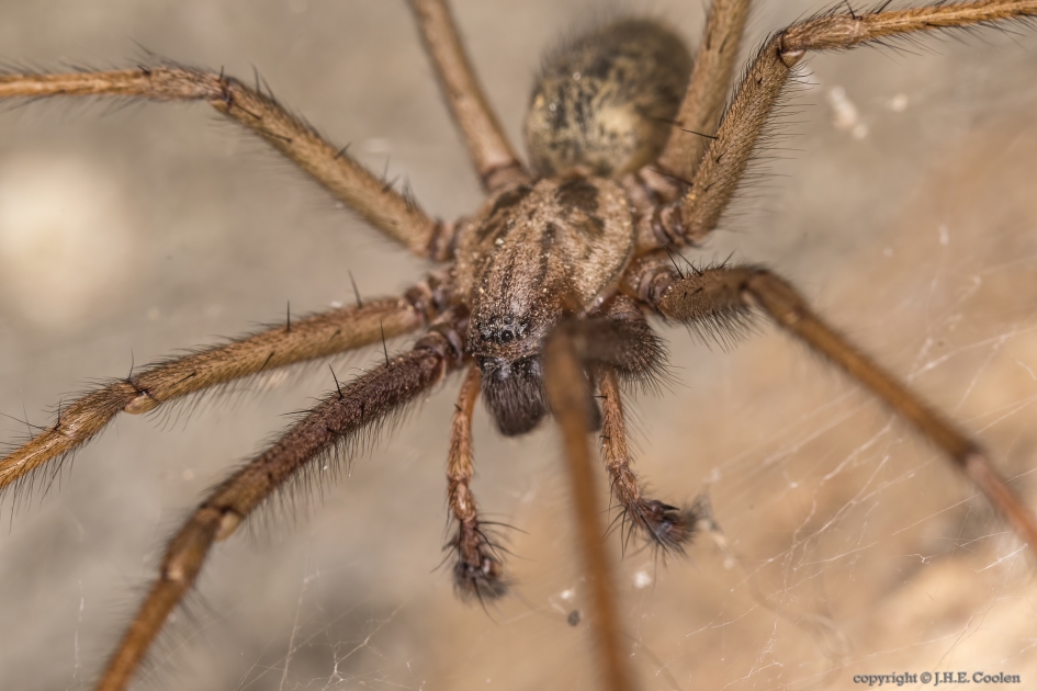 Huistrechterspin (Tegenaria atrica) - Geleedpotigen - Huistrechterspin