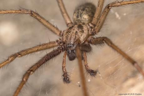 Huistrechterspin (Tegenaria atrica)
