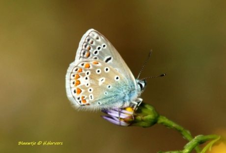 Icarus Blauwtje