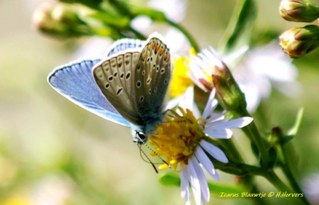 Icarus Blauwtje